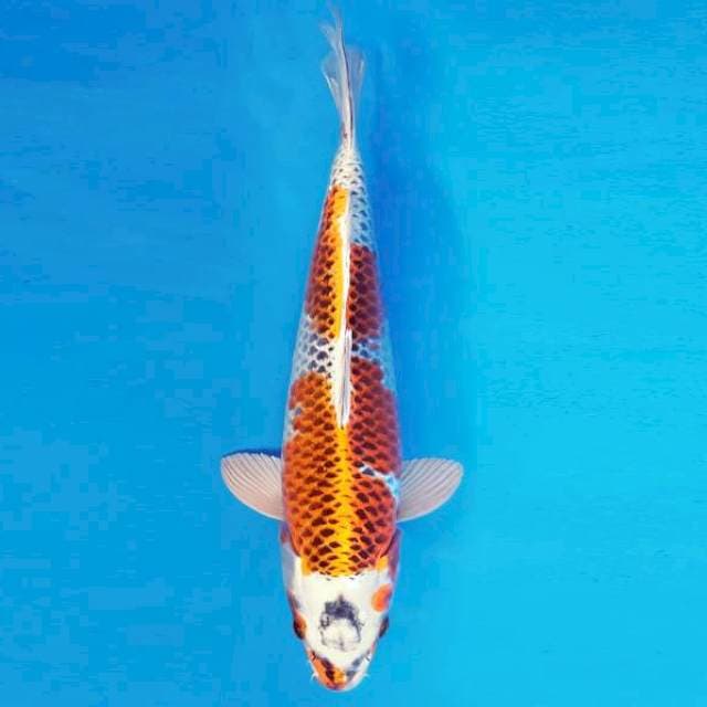 KURAMA 6 - Ki Kusui ®