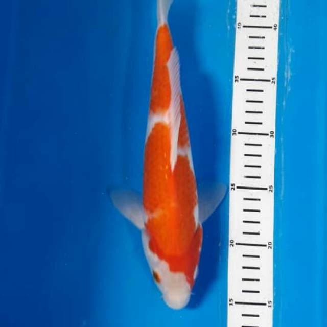 Kohaku 