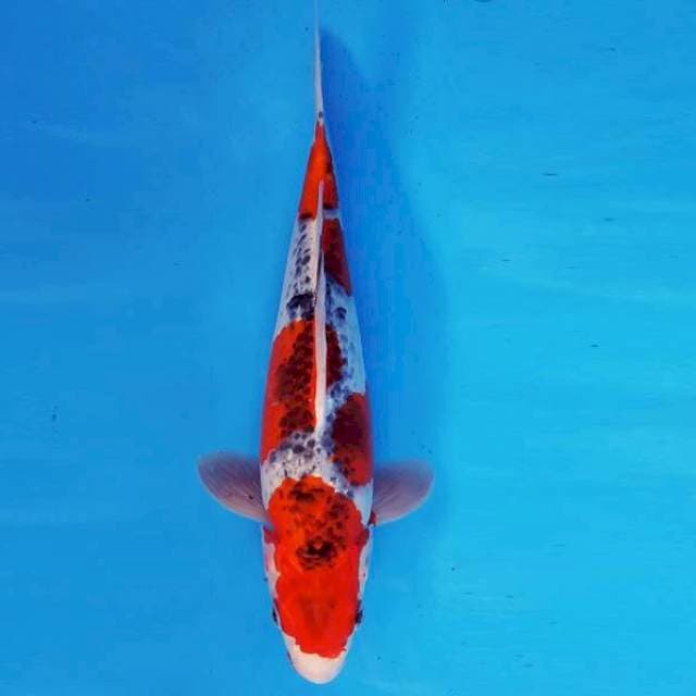 KURAMA 9 - Goshiki ®