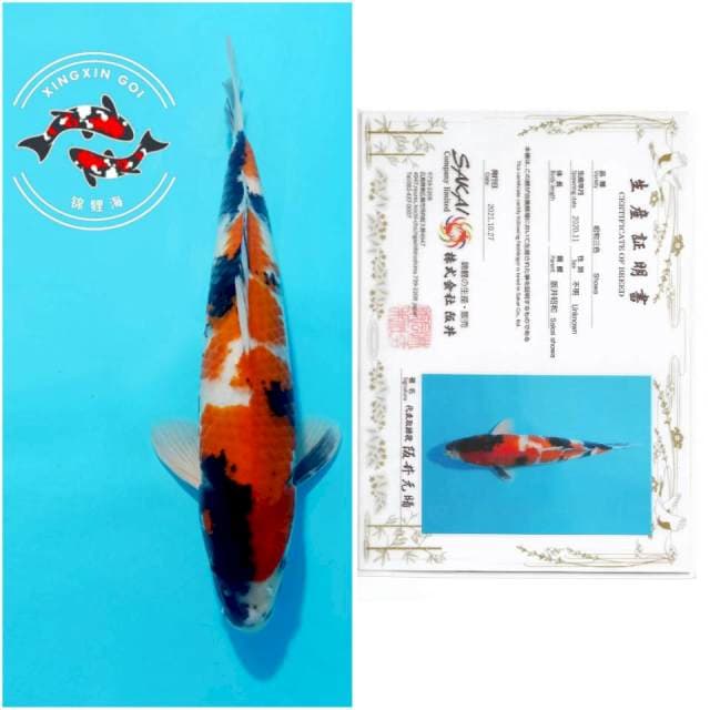 SHOWA SAKAI 34CM