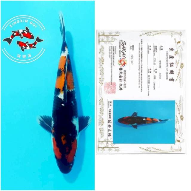 SHOWA SAKAI 32CM