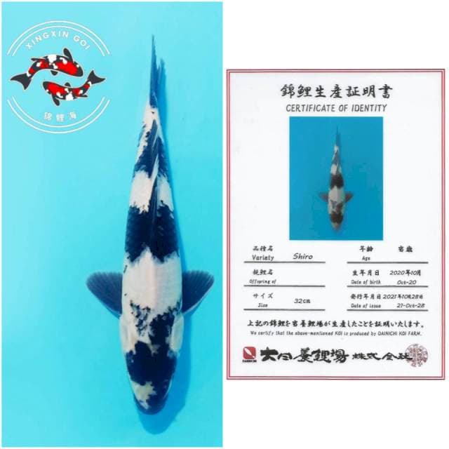 SHIRO ICHIMATSU DAINICHI 32CM MALE