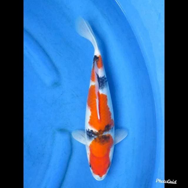 37cm , Kindai Showa