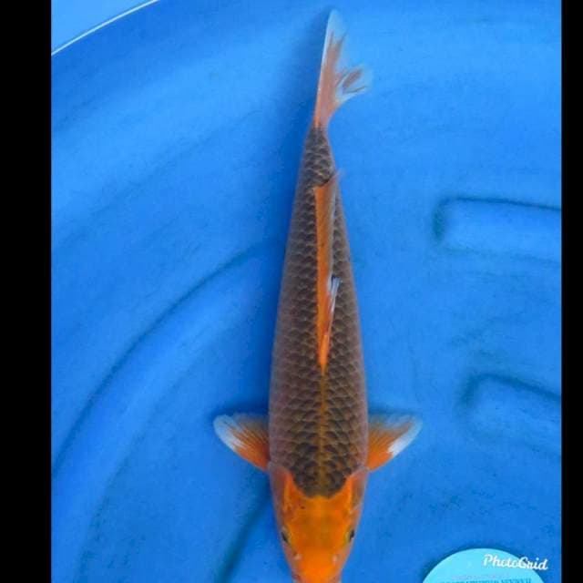 42cm , Male - Aka Matsuba