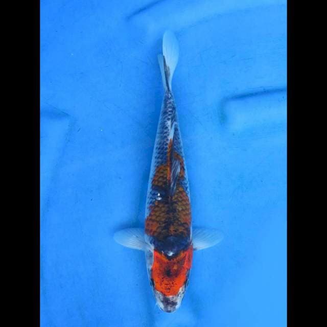 Kuro goshiki 28cm