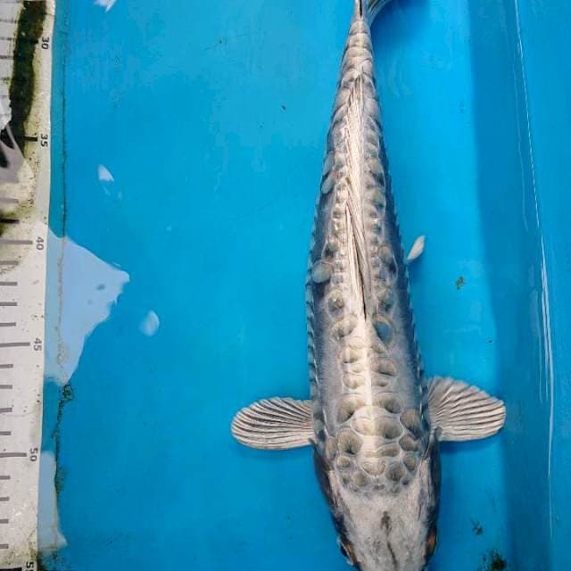 MUKASHI ARAHOKE 35 cm