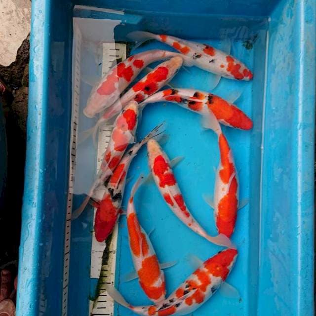 Paket kohaku sanke  (10 ekor) 
