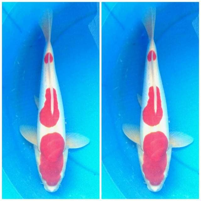 Kohaki doitsu HQ original 3 step 36cm