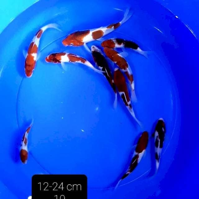 Paket 10 ekor 12-24 cm
