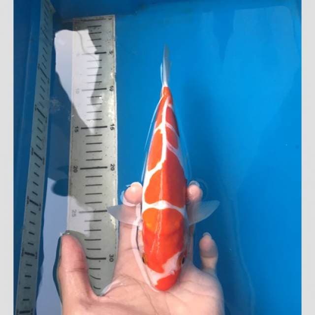 kohaku doitsu cantik 30bu