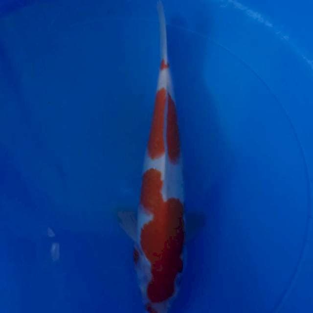 Kohaku f1 29c