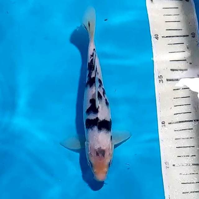 BEKKO 19 CM