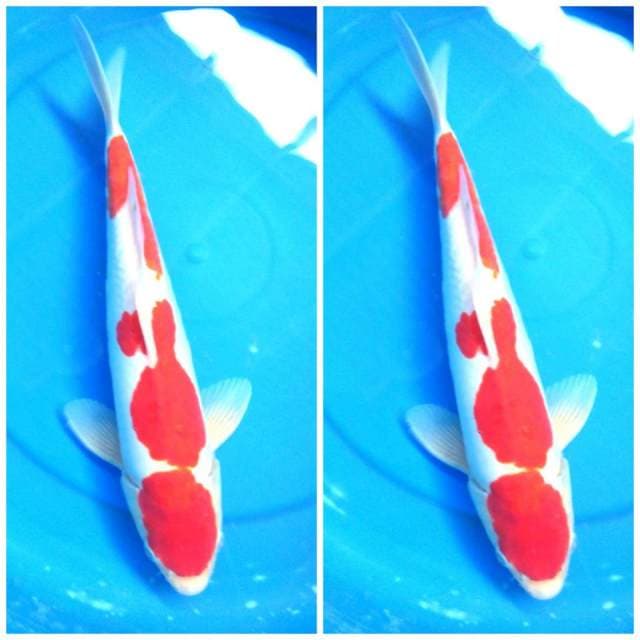 Kohaku doitsu HQ original 36cm