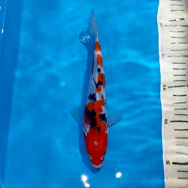 SANKE 22 CM