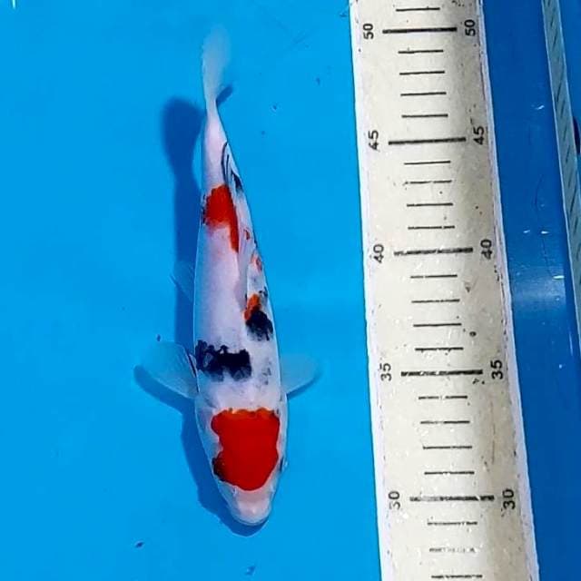 SANKE 20 CM