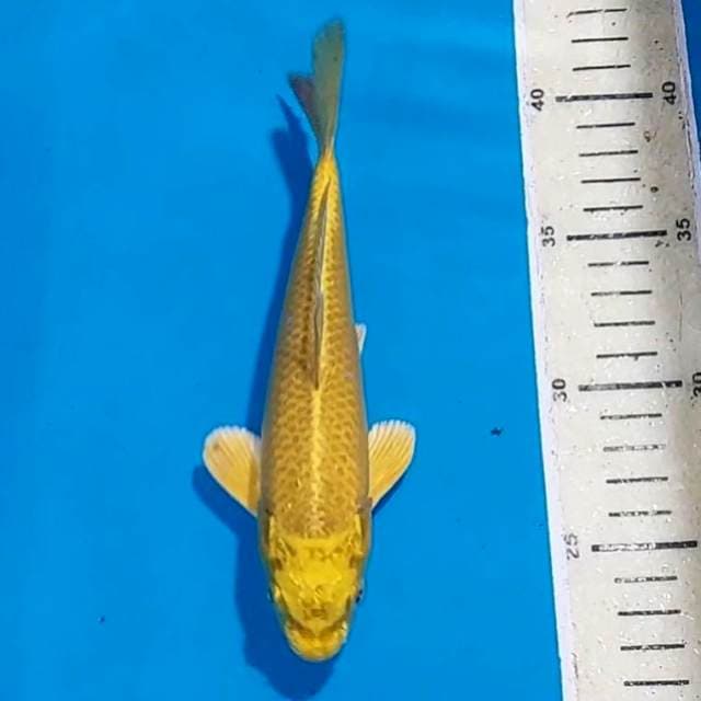 YAMABUKI OGON 19 CM