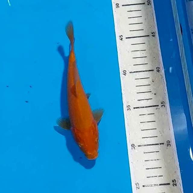 KARAMEL 17 CM