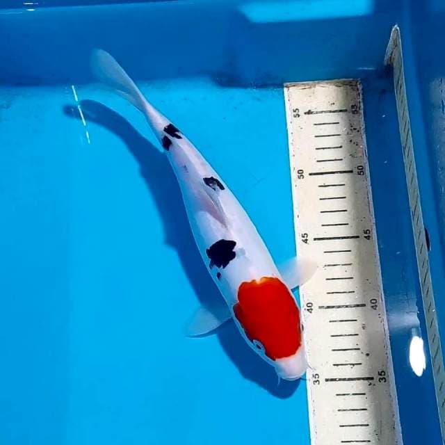 ORI TANCHO 26 CM