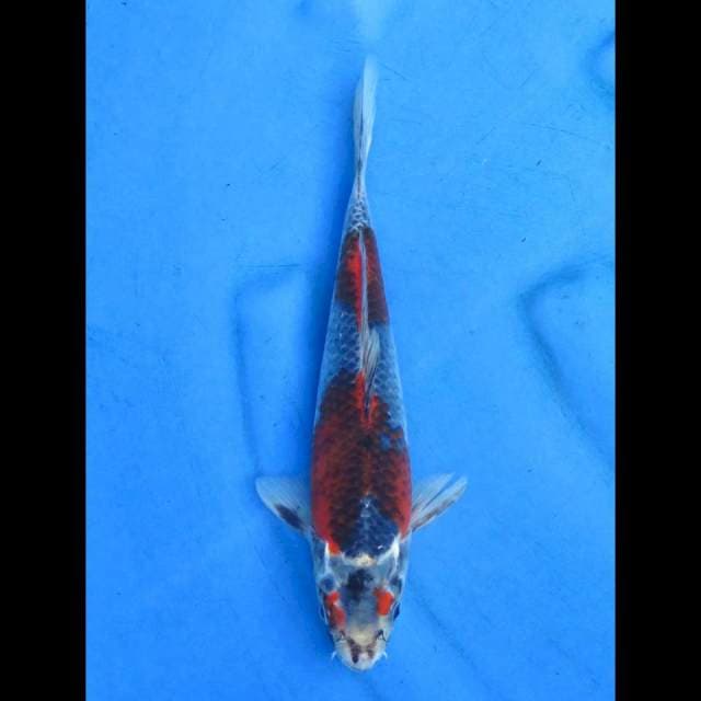 Kuro goshiki 27cm