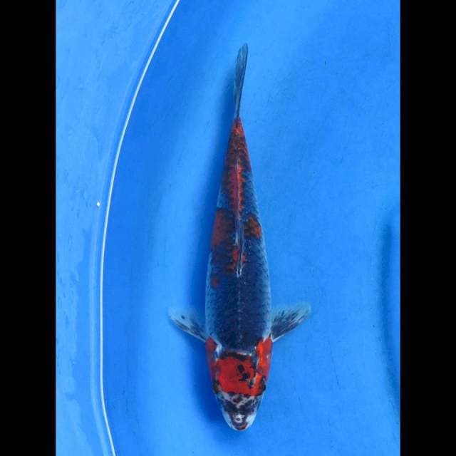 Kuro goshiki 26cm