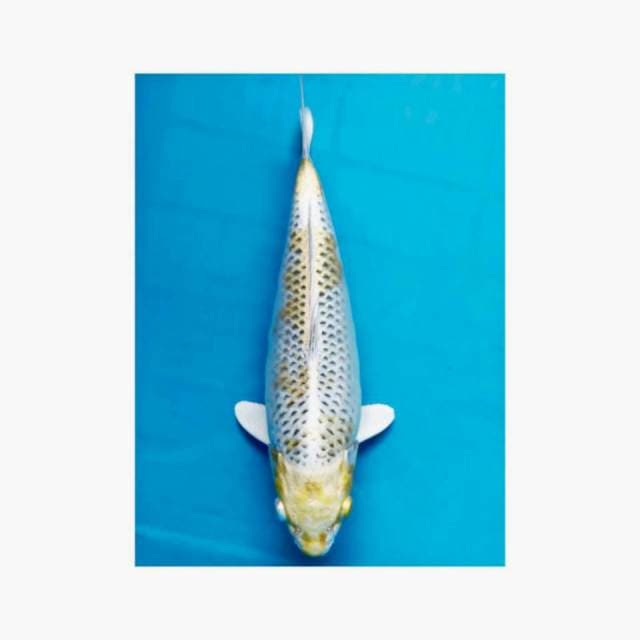 Hariwake Female Bulky 35 BU