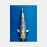 Hariwake Female Bulky 35 BU