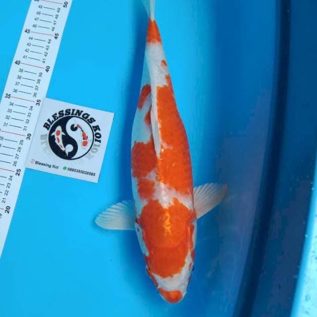 43cm Hariwake