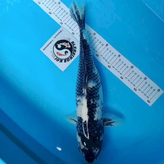 45Cm Shiro