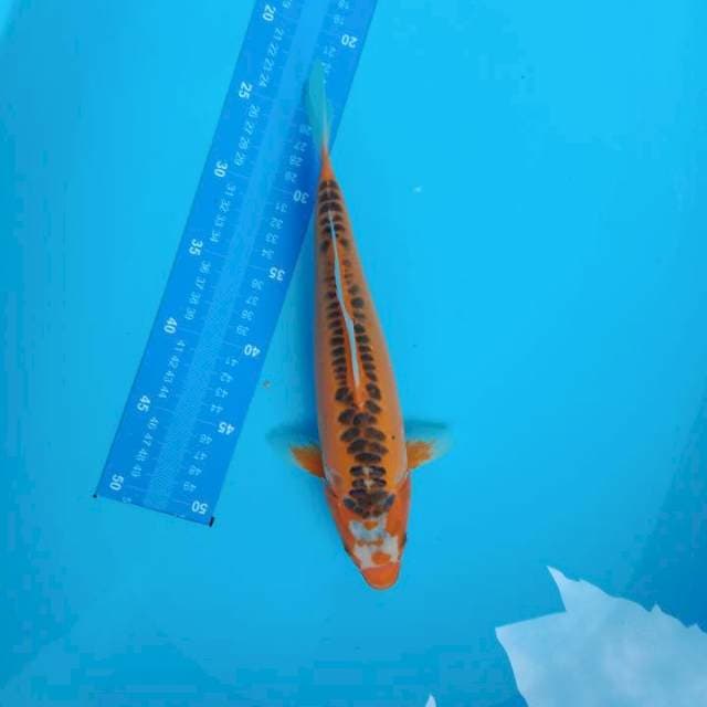 31cm shusui