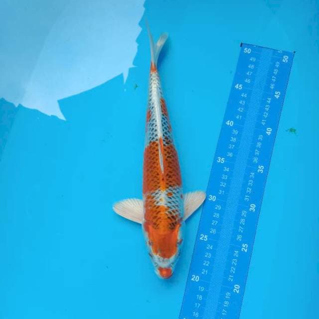 30cm kujaku