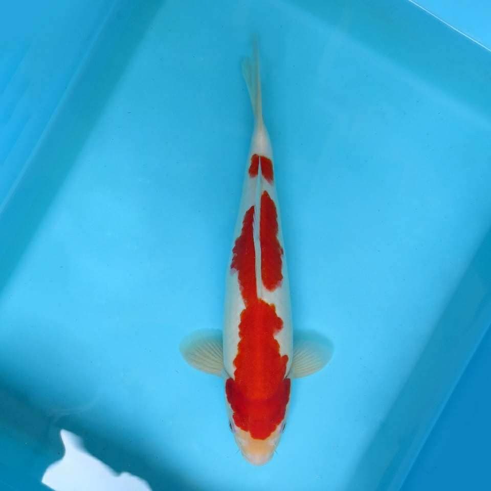 B. JUNAKOI ( BLOODY MARY ~ KOHAKU SPC )