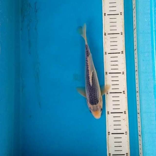 asagi 24cm