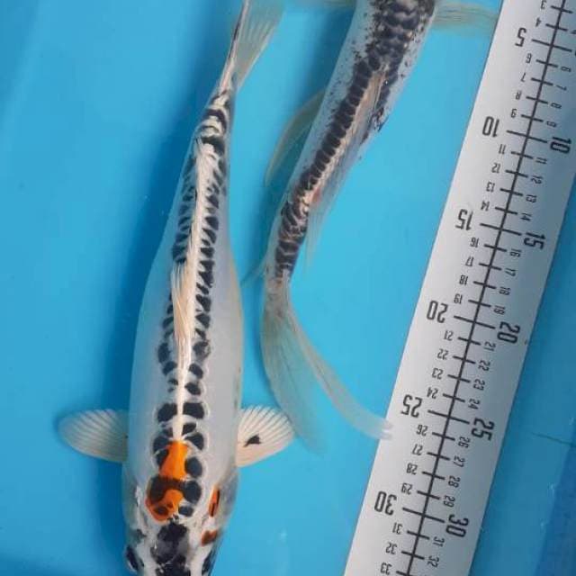 Mix 30cm