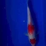 Kohaku 28cm