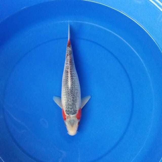asagi 30cm