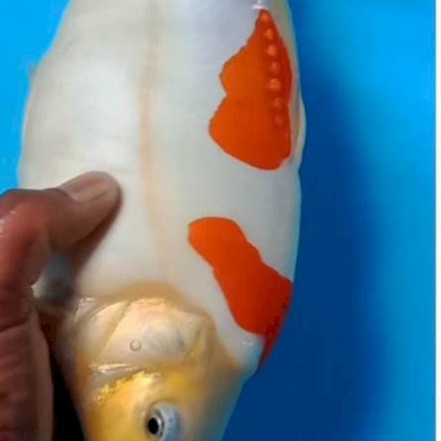 Doitsu kohaku punuk