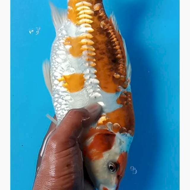 Kiko bulky