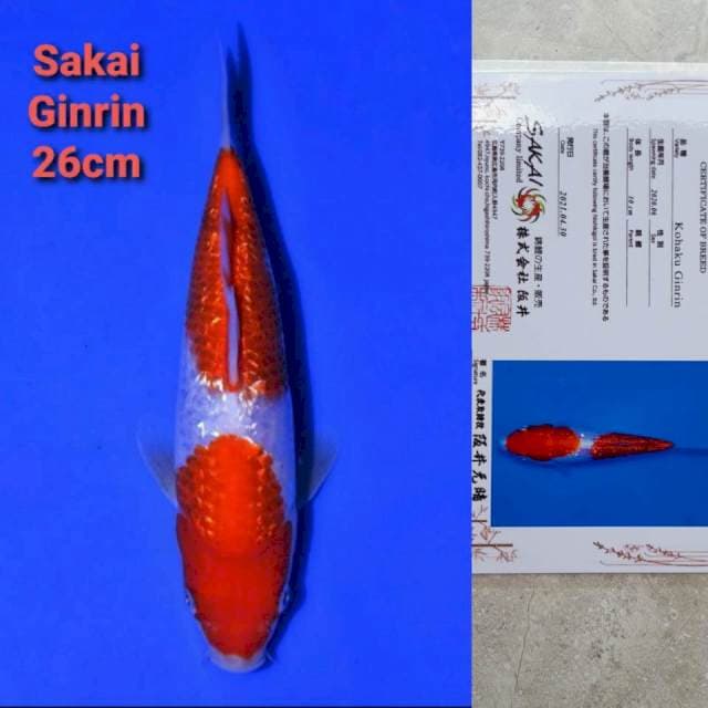 Sakai Kohaku Ginrin Certi