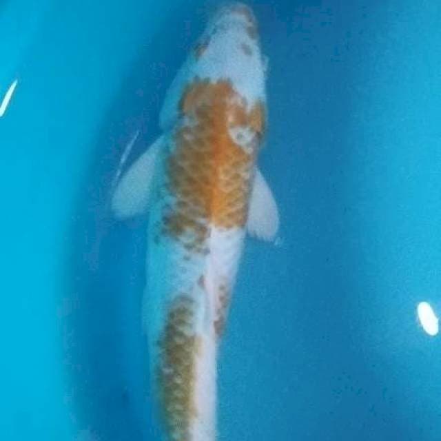 Hariwake