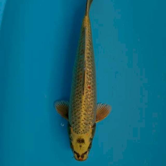 Mukasi ginrin Male 34cm