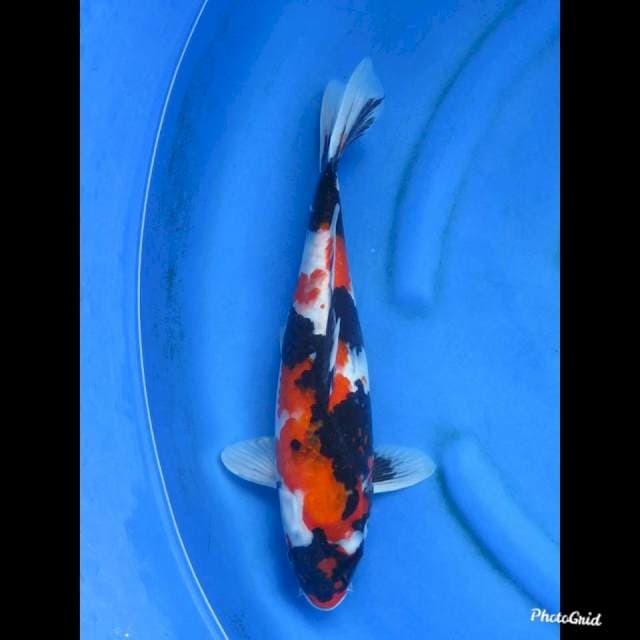 40cm   , Showa Sanshoku 