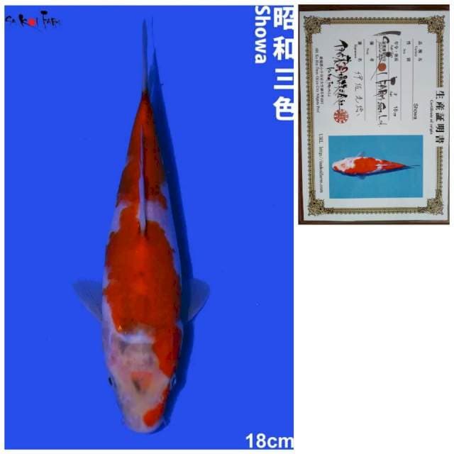 Showa Import ISA Koi Farm Showa 18cm