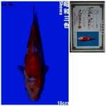 Showa Import ISA Koi Farm Showa 18cm