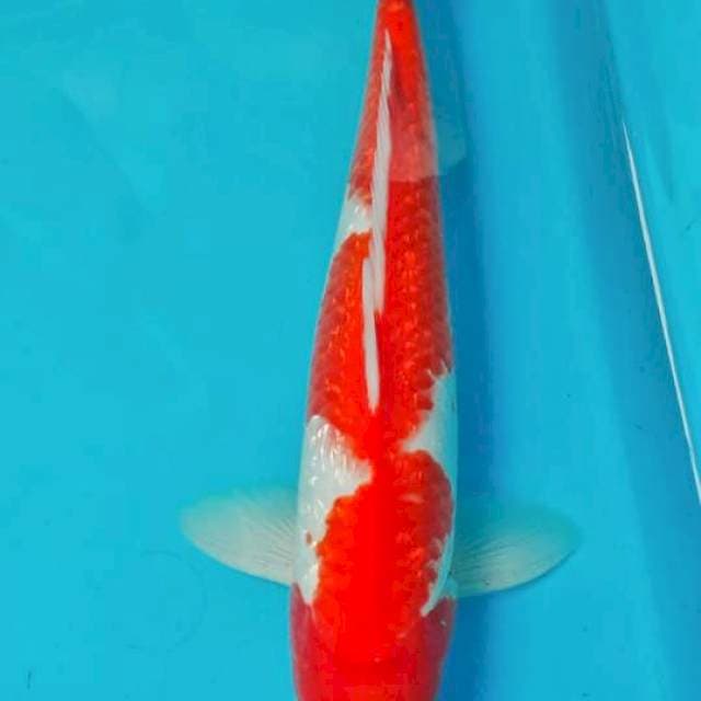 Kohaku ginrind 29cm
