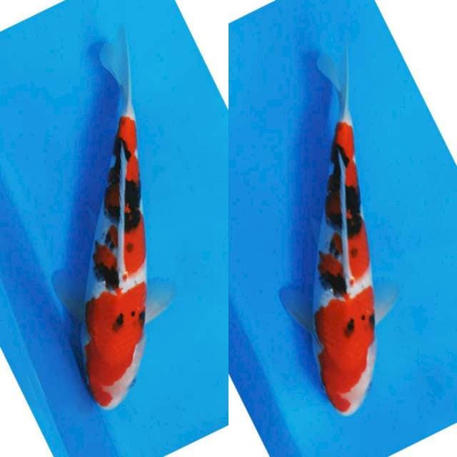 SANKE 29 CM