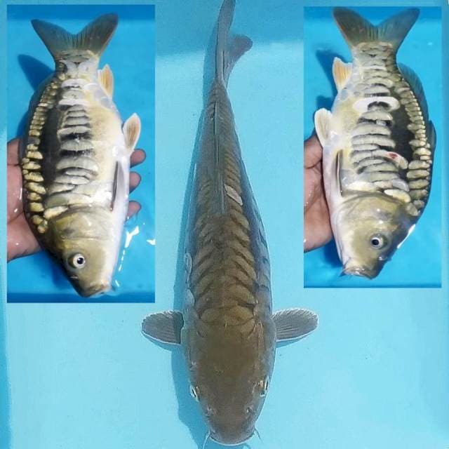 Midori aragoke 33cm