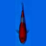 HQ goshiki kanno (certi breeder)