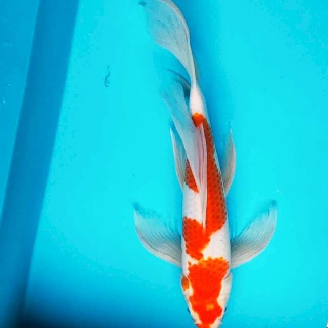 Kumpay kohaku jos 34cm male