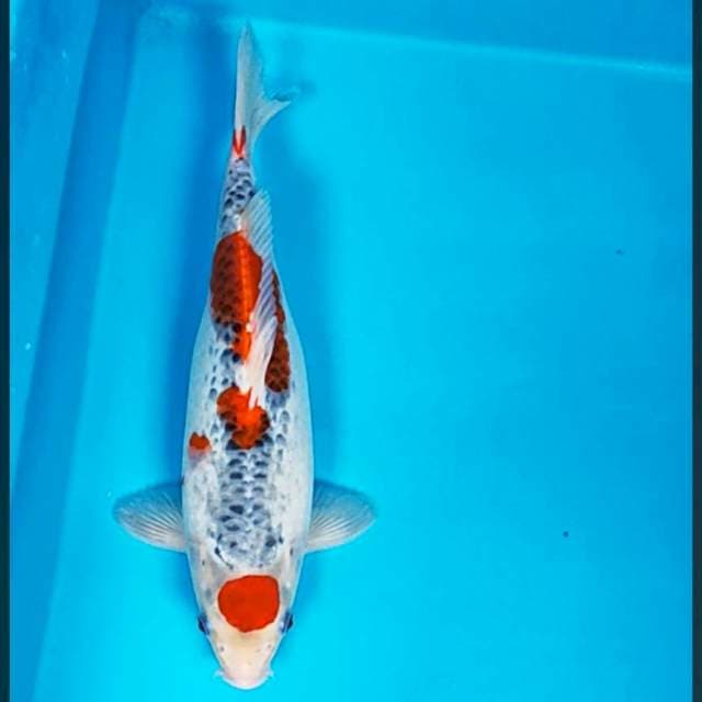 Maruten goshiki 30cm