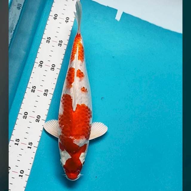 Kikushui punuk jos 30cm